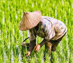 Union Bank Expands Agricultural Footprint in Nigeria